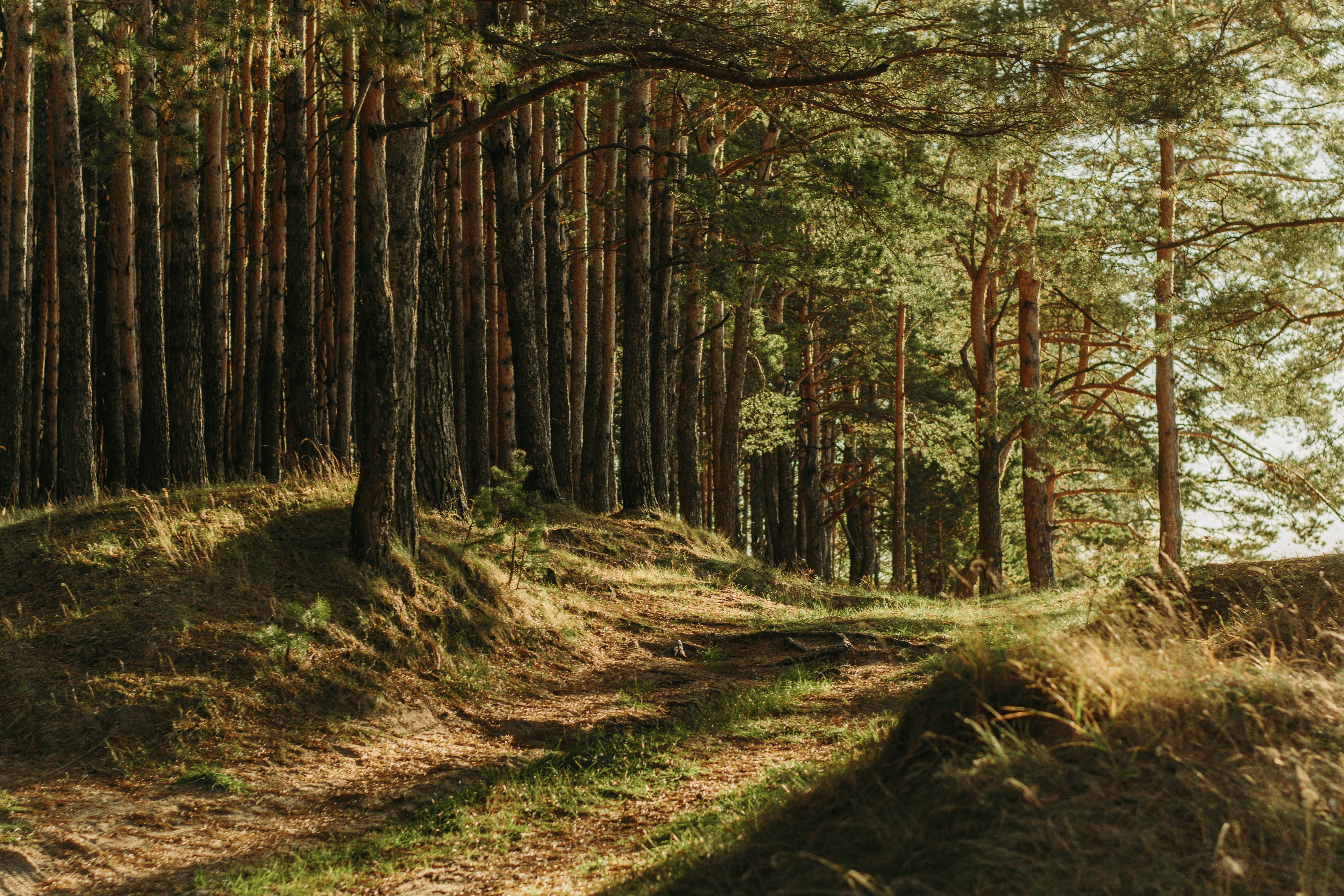 Forêt Enchantée