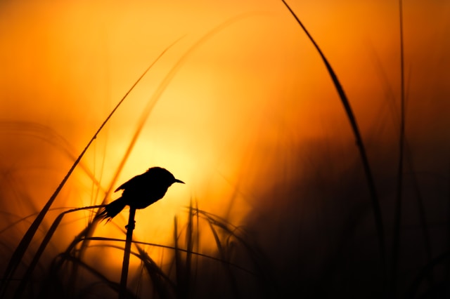 Oiseaux du Soir
